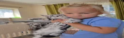 British Shorthair cats for sale: Silver Tabby Kittens, Rare GCCF Show quality. - Advert 10