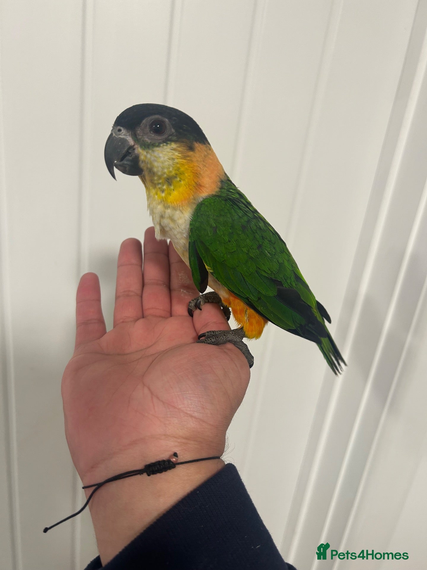 Parrots birds Hand Reared Baby Black Headed Caiques  - Advert 1