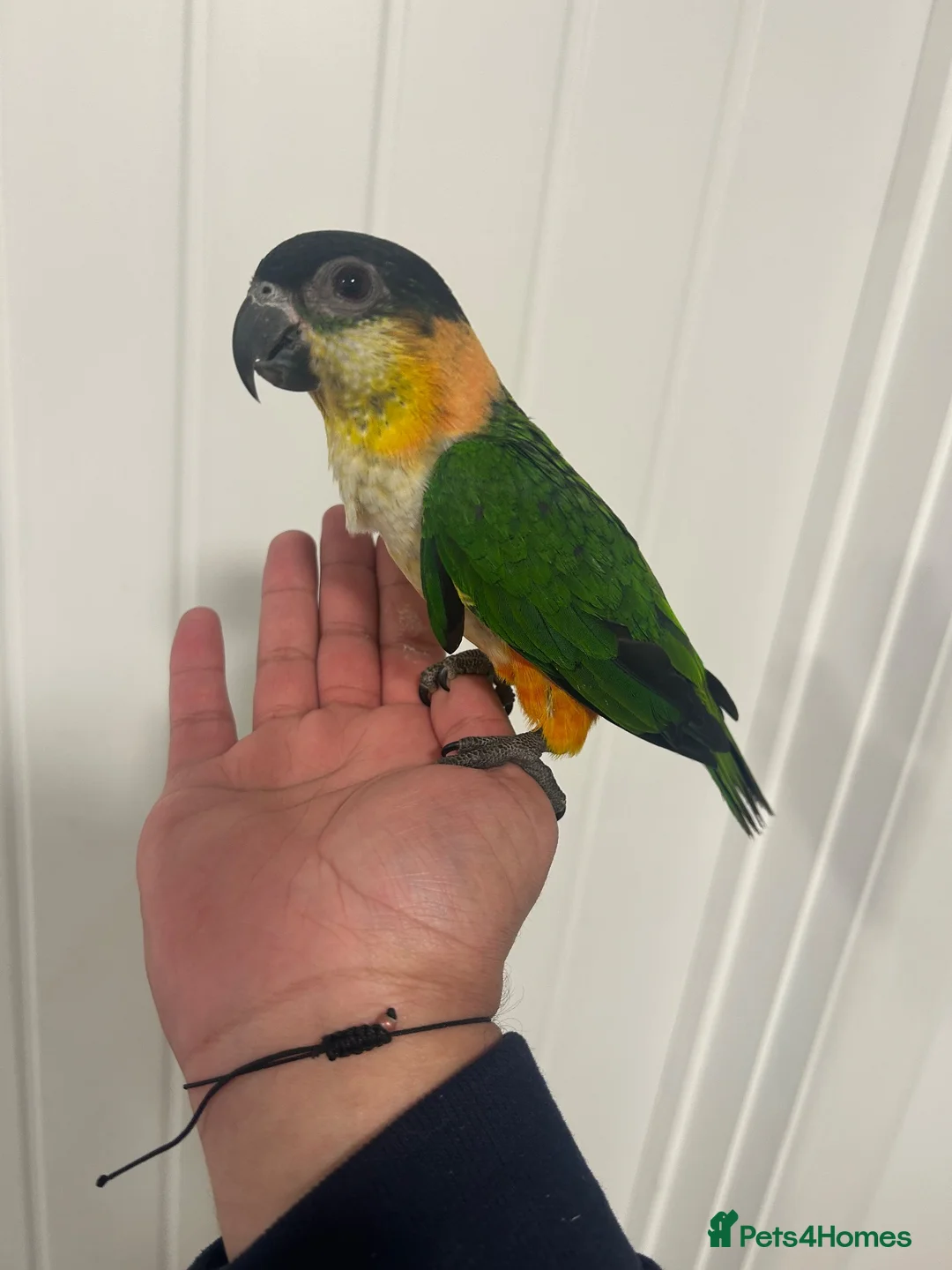 Parrots birds for sale: Hand Reared Baby Black Headed Caiques  - Advert 1