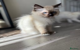 Ragdoll cats for sale: Beautiful Ragdol babies ready to leave  - Image 36
