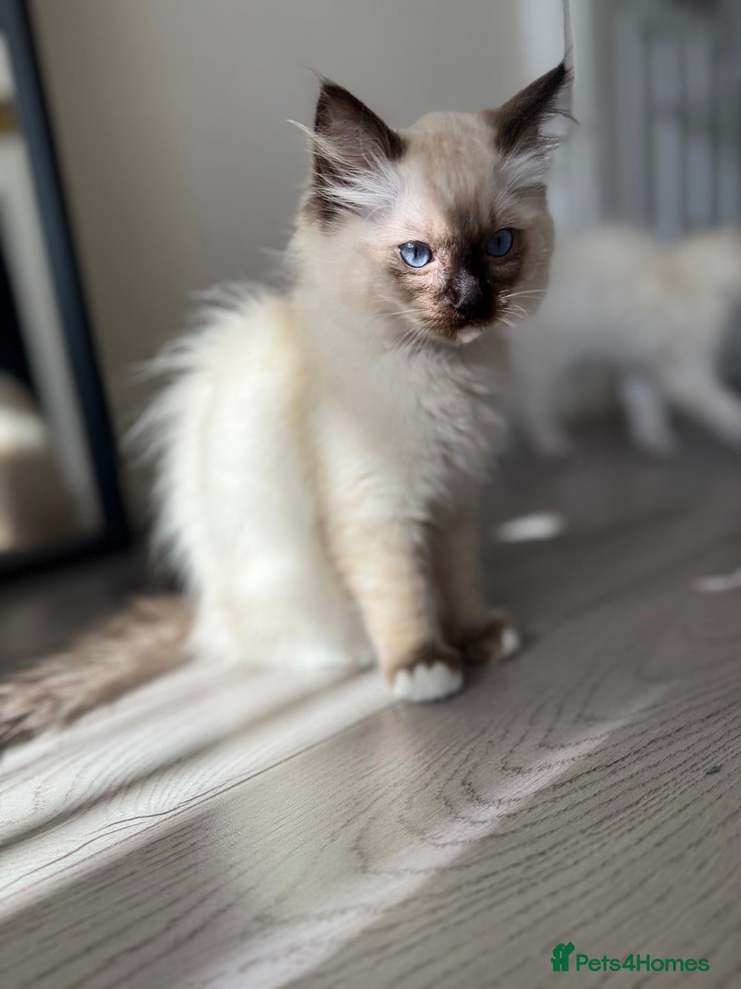 Ragdoll cats for sale: Beautiful Ragdol babies ready to leave  - Image 36