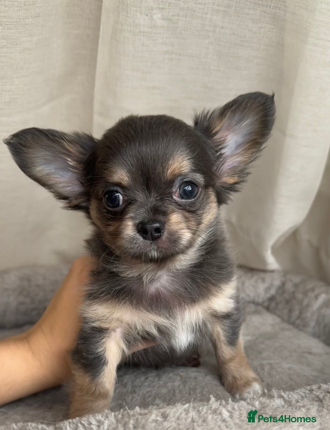 Chihuahua dogs for sale: XXS Tiny Chihuahua Long,Last Girl,Merle Blue Eye - Image 11
