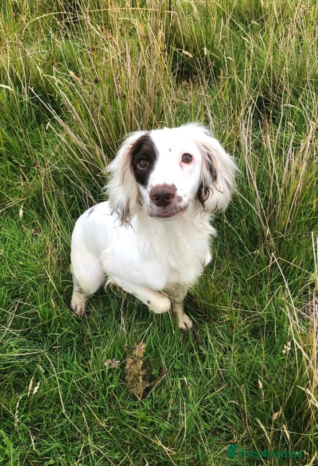Sprocker dogs for sale: Beautiful sprockers for sale in Ludlow - Advert 2