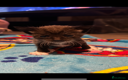 Mixed Breed cats for sale: 11 beautiful kittens  - Image 10