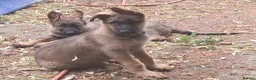 German Shepherd dogs for sale: Flat backed, German Shepherd puppies, DNA DM clear - Advert 17