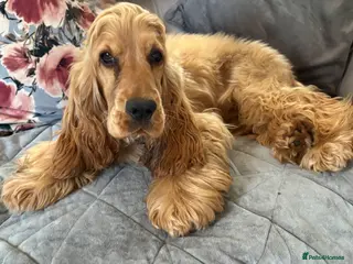 Cocker Spaniel dogs Lemon 🍋 Looking for a new home - Advert 2