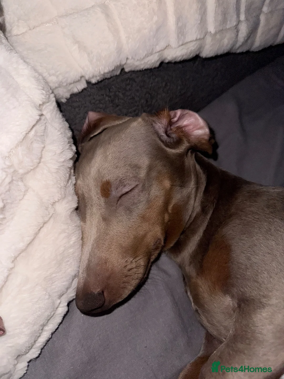 Mixed Breed dogs for sale:  Chinese crested  cross dachshund puppies  - Advert 1