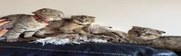British Shorthair cats for sale: Gorgeous kittens  - Advert 14