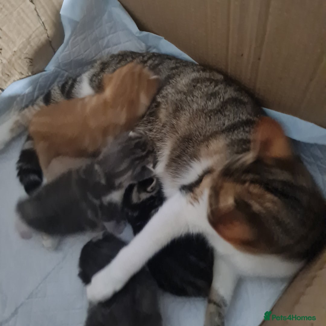 Mixed Breed cats for sale: Ginger female  - Image 4