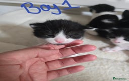Domestic Shorthair cats for sale: 4 Kittens For Sale - Image 3