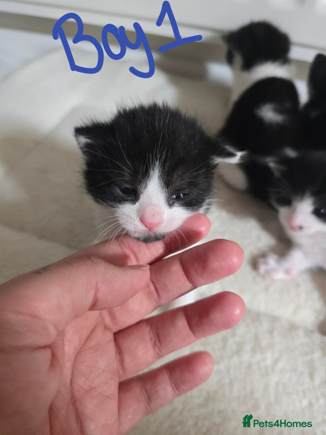 Domestic Shorthair cats for sale: 4 Kittens For Sale - Image 3