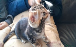 Bengal cats for sale: Ready Now stunning Bengal kittens - Image 11