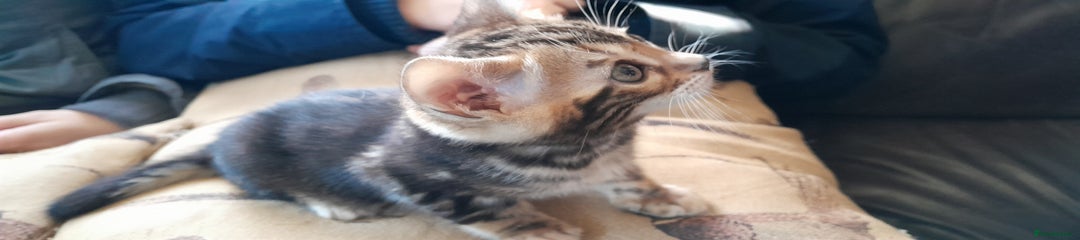 Bengal Kitten 6