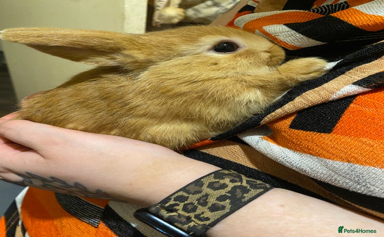 Netherland Dwarf rabbits - Advert 1