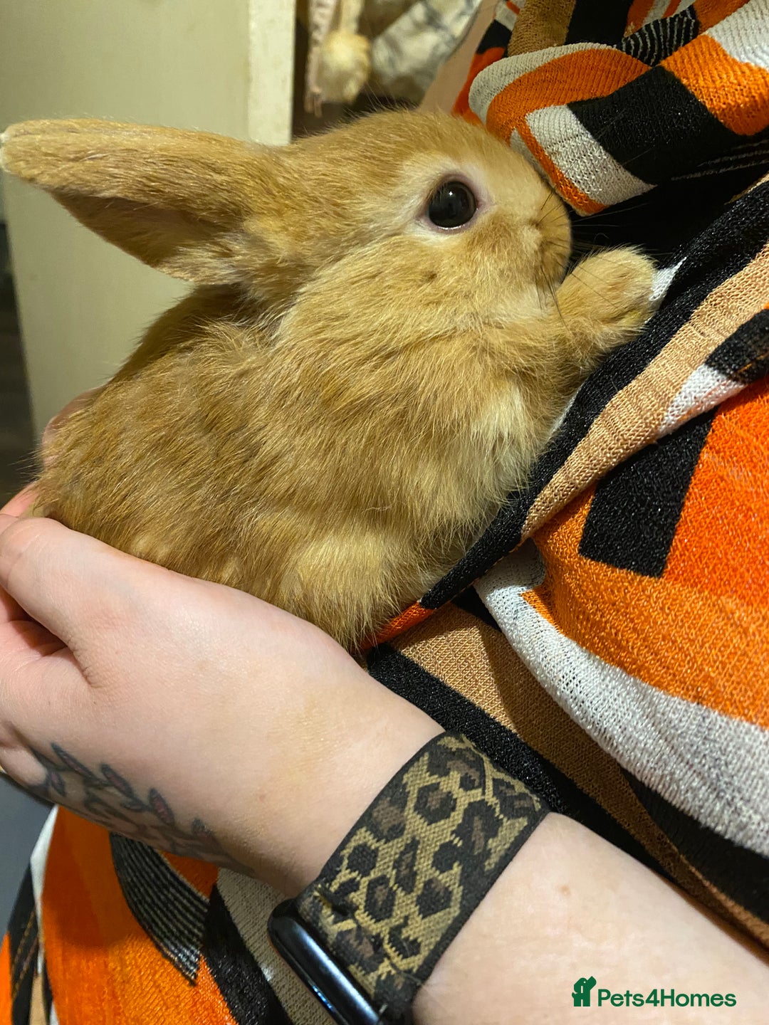 Netherland Dwarf rabbits for sale: Netherland Dwarf / Minilop  - Image 1