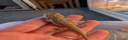 Bearded Dragon reptiles for sale: Baby Bearded Dragons  - Advert 7