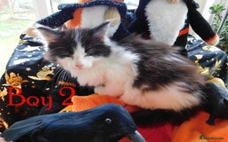 Maine Coon cats for sale: FABULOUS FLUFFY PEDIGREE MAINE COON KITTENS - Image 20