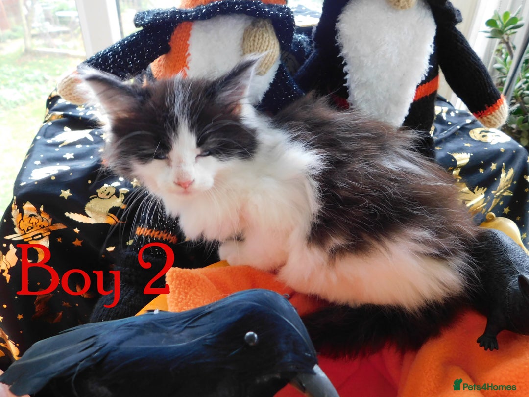 Maine Coon cats for sale: FABULOUS FLUFFY PEDIGREE MAINE COON KITTENS - Image 20