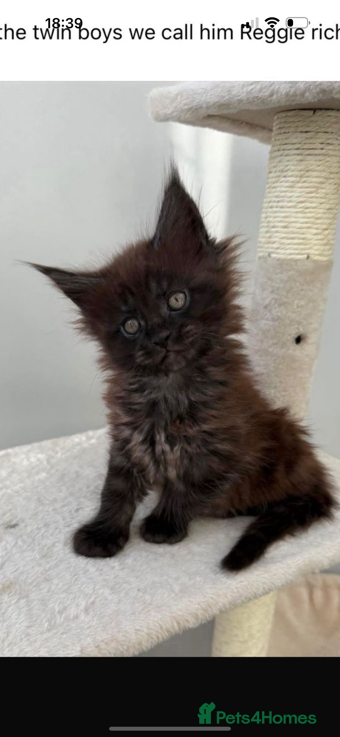 Maine Coon cats for sale: Beautiful boy kittens  - Advert 1