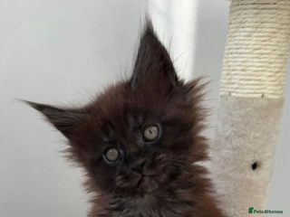 Maine Coon cats Beautiful boy kittens - Advert 6