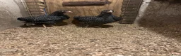 Chickens poultry for sale: 2 Barred Plymouth Rock pullets - Advert 2