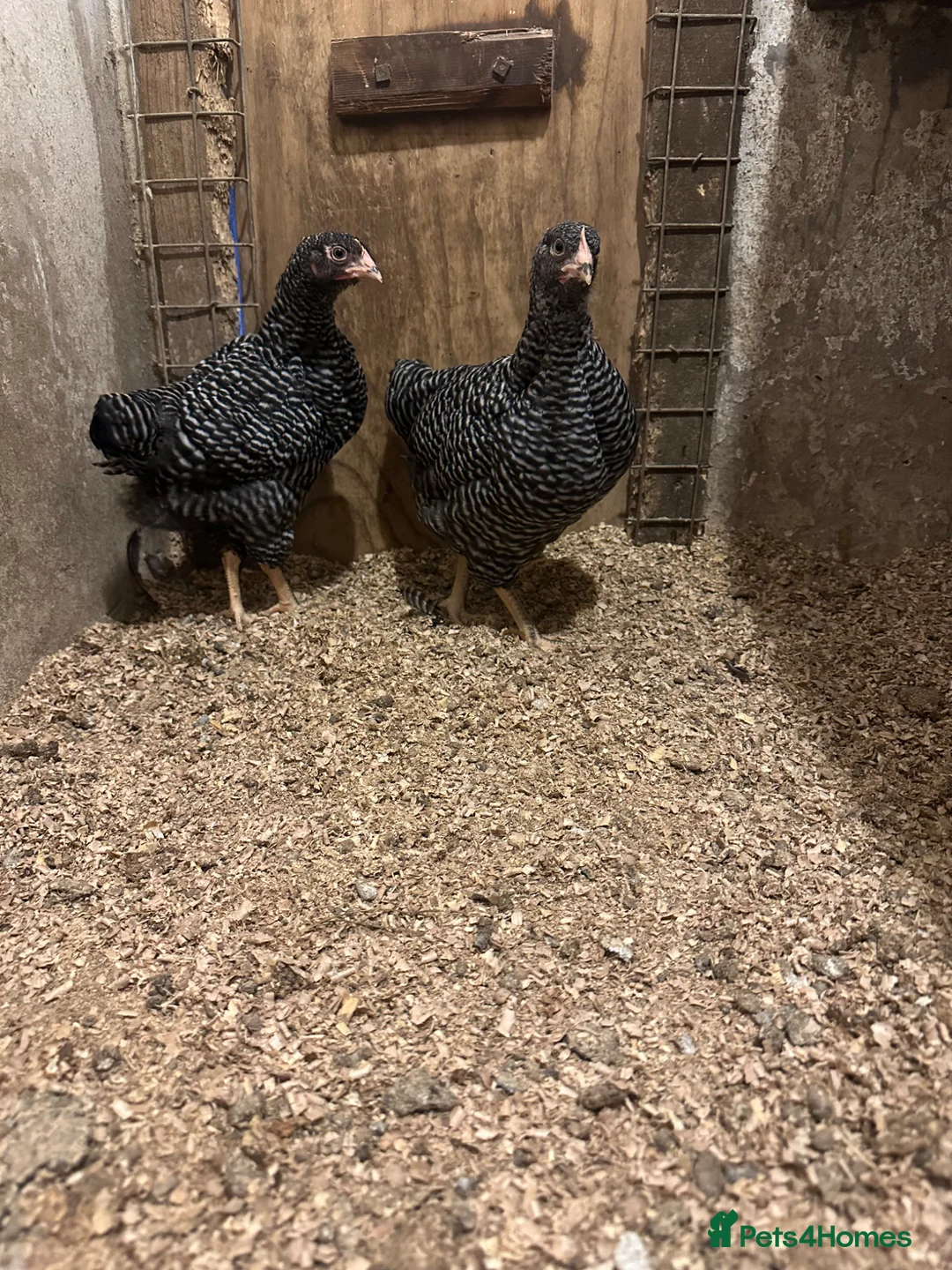 Chickens poultry for sale: 2 Barred Plymouth Rock pullets - Advert 2