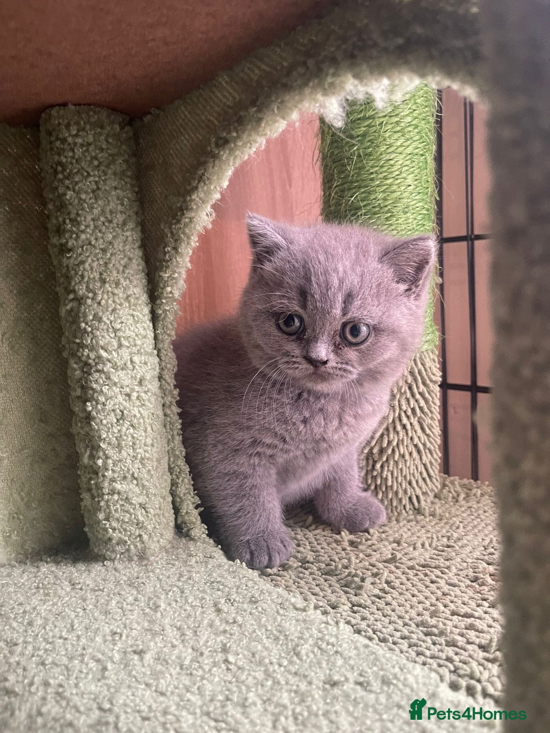 British Shorthair cats for sale: Pure british  shorthair  kittens  - Image 25