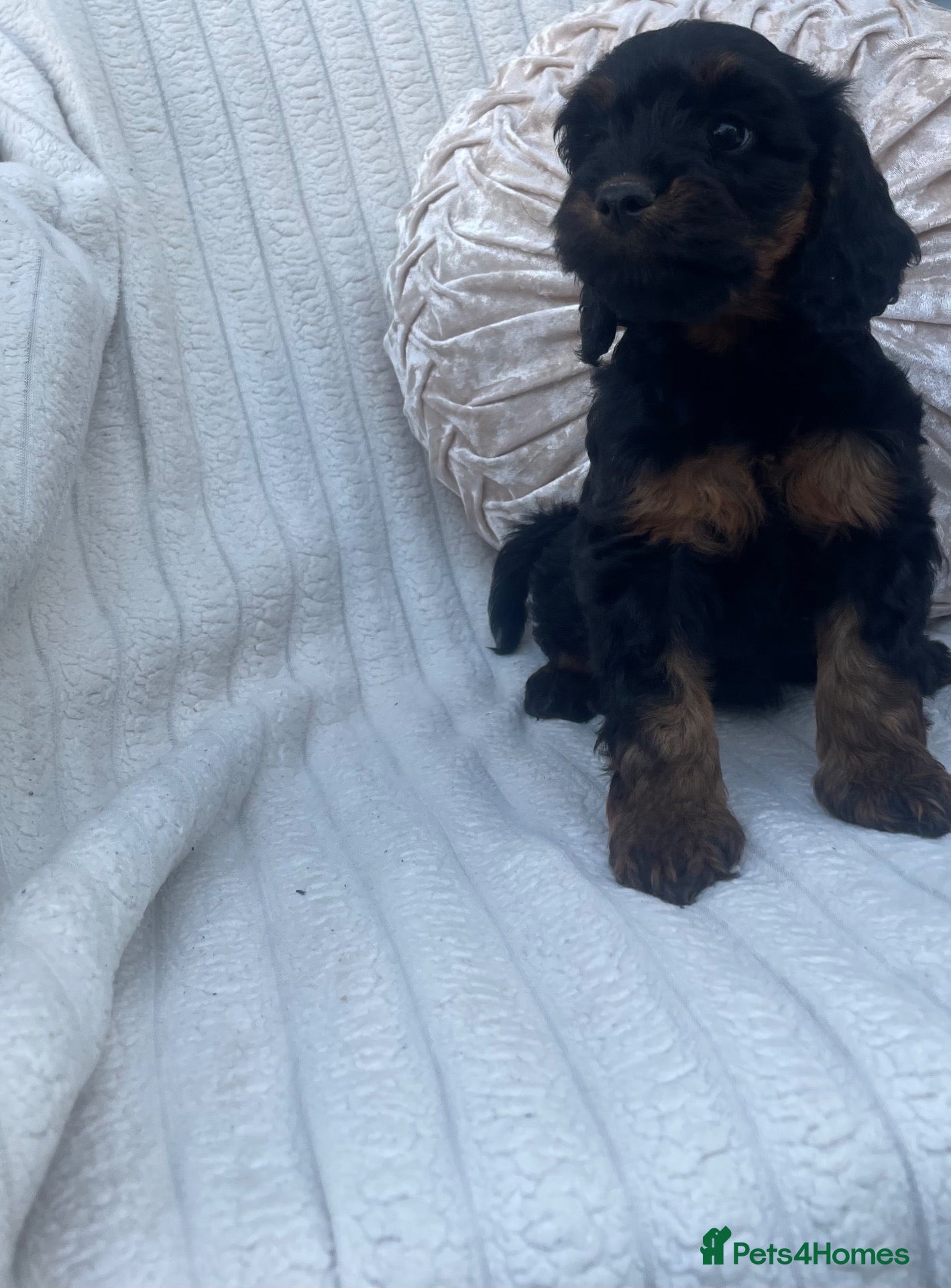 Cockapoo dogs Beautiful F1 cockapoos only a girl available  - Advert 5