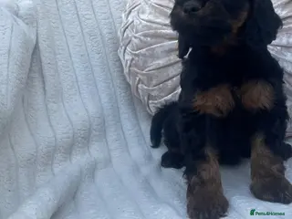 Cockapoo dogs Beautiful F1 cockapoos only a girl available - Advert 5