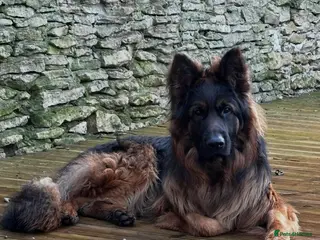 German Shepherd dogs Outstanding 3 year old KC reg male - Advert 8