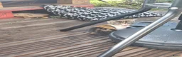 Mixed Breed cats for sale: 4 Beautiful Playful Kittens Looking for Homes - Advert 4