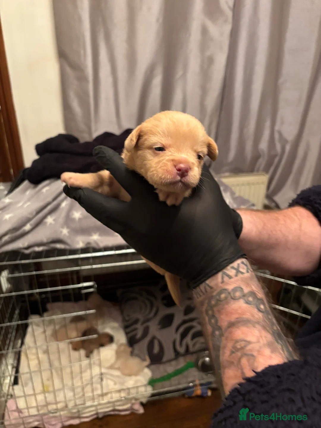 Mixed Breed dogs for sale: Floodles - Advert 12