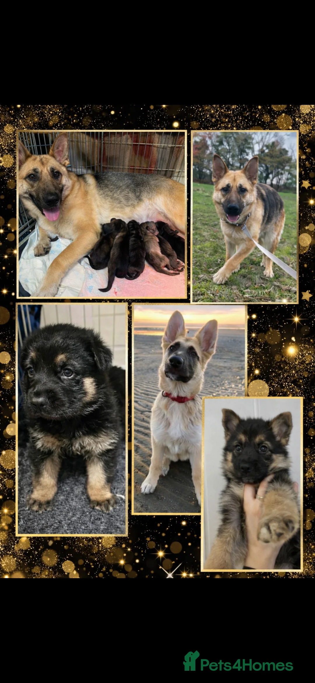 German Shepherd dogs for sale: Shawhead Shepherds  - Advert 5