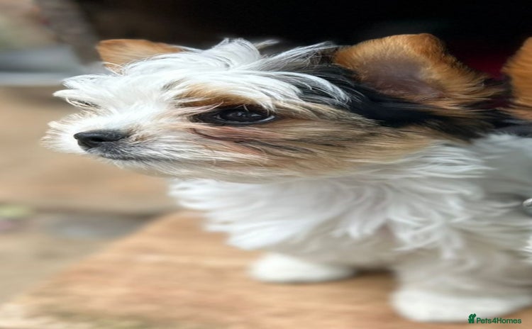 Biewer Terrier dogs - Advert 12