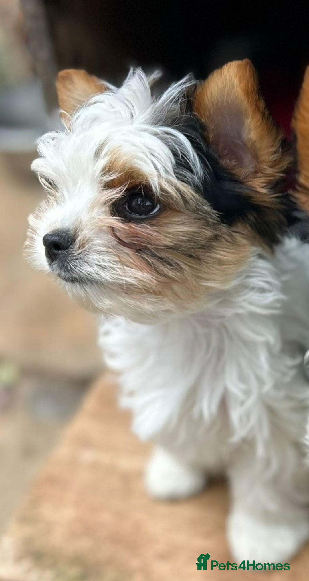 Biewer Terrier dogs for sale: Delightful Biewer boy puppies  - Image 1