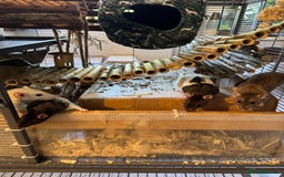 Rat rodents for sale: 6 female rats with critter nation+ accessories  - Image 1