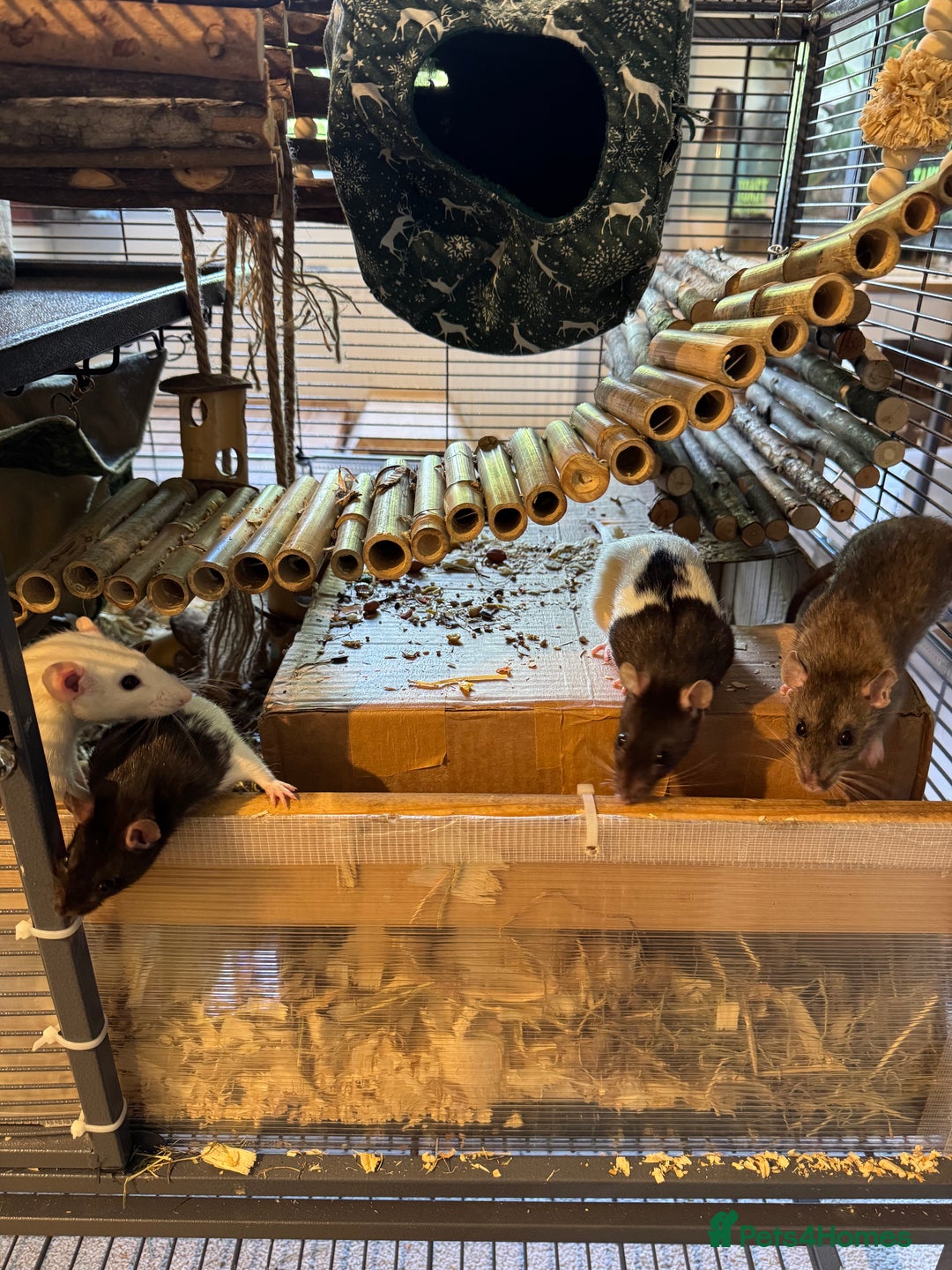 Rat rodents for sale: 6 female rats with critter nation+ accessories  - Image 1