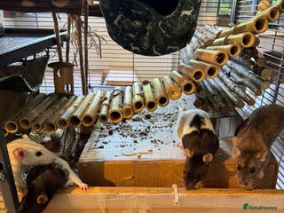 Rat rodents 6 female rats - Advert 5