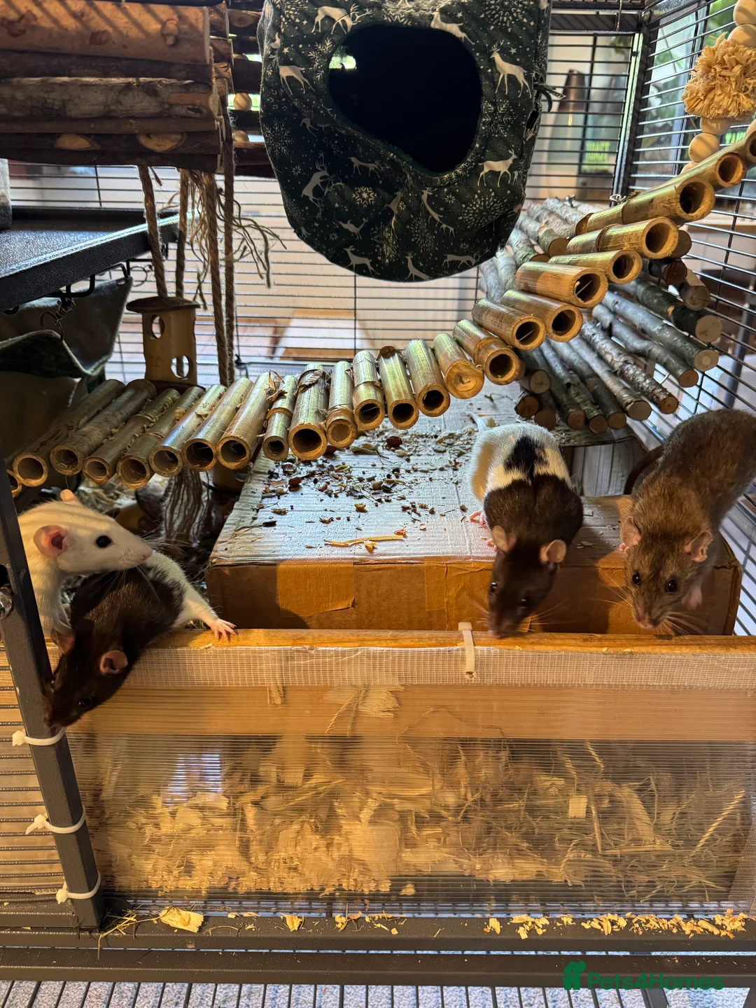 Rat rodents for sale: 4 beautiful girls  - Advert 1