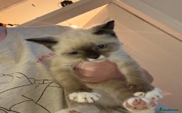 Mixed Breed cats for sale: Female kitten  - Image 1
