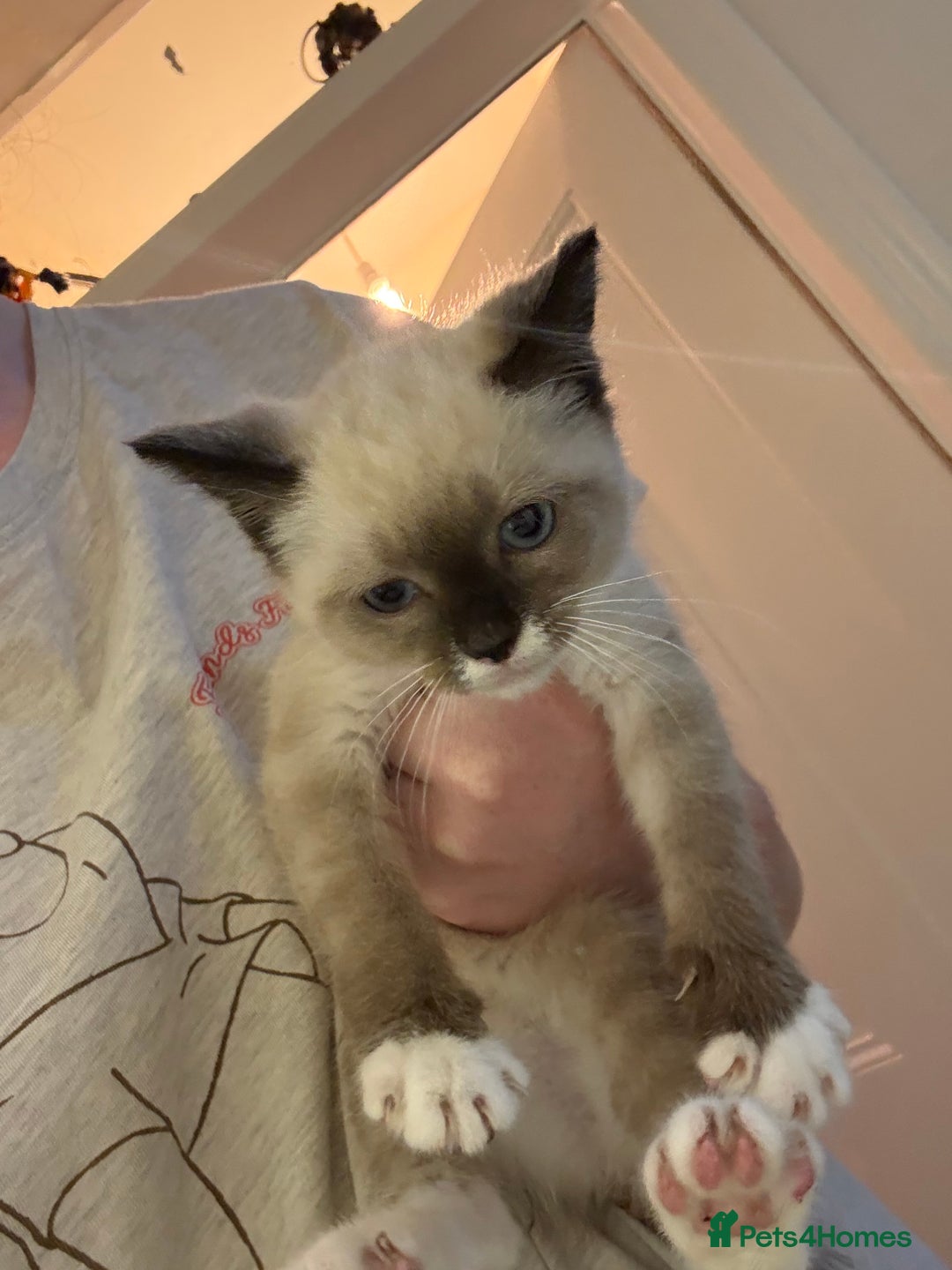 Mixed Breed cats for sale: Female kitten  - Image 1