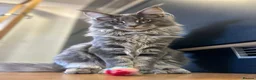 Maine Coon cats for stud: Large 10kg Red Tabby STUD - Advert 16