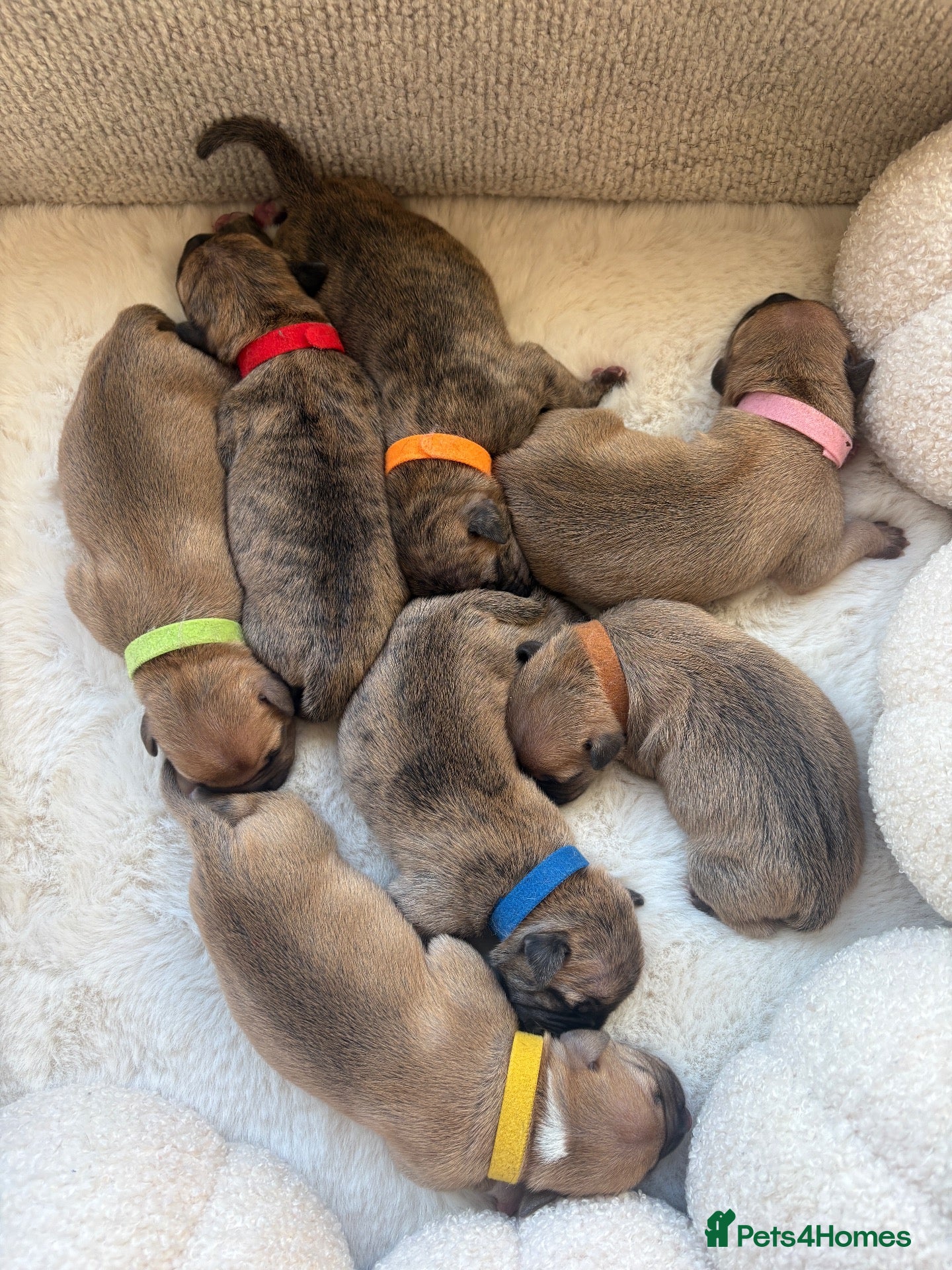 Staffordshire Bull Terrier dogs Staffy puppies due Oct 15th - Advert 16