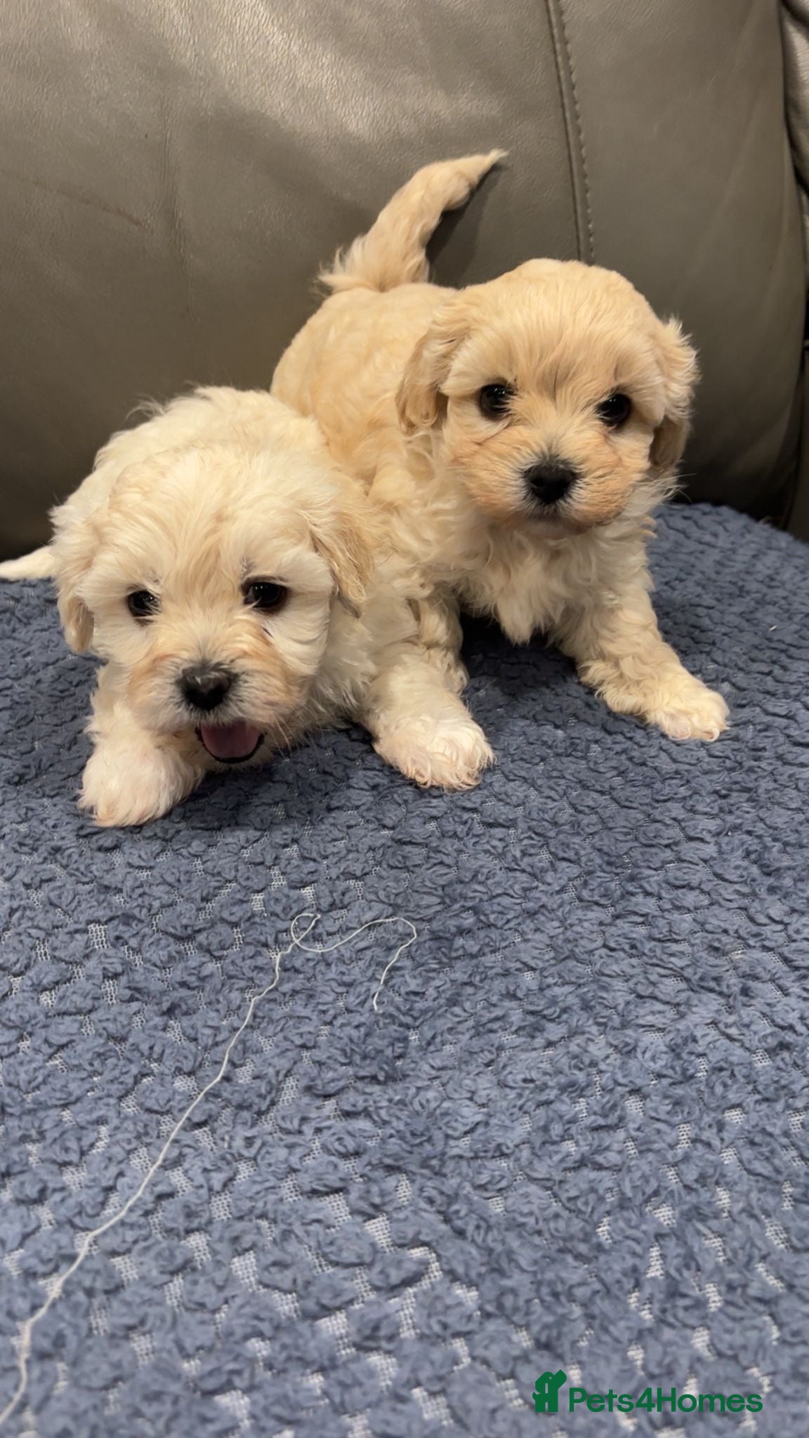 Maltipoo dogs Maltipoo puppies  - Advert 2