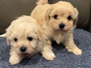 Maltipoo dogs Maltipoo puppies - Advert 2