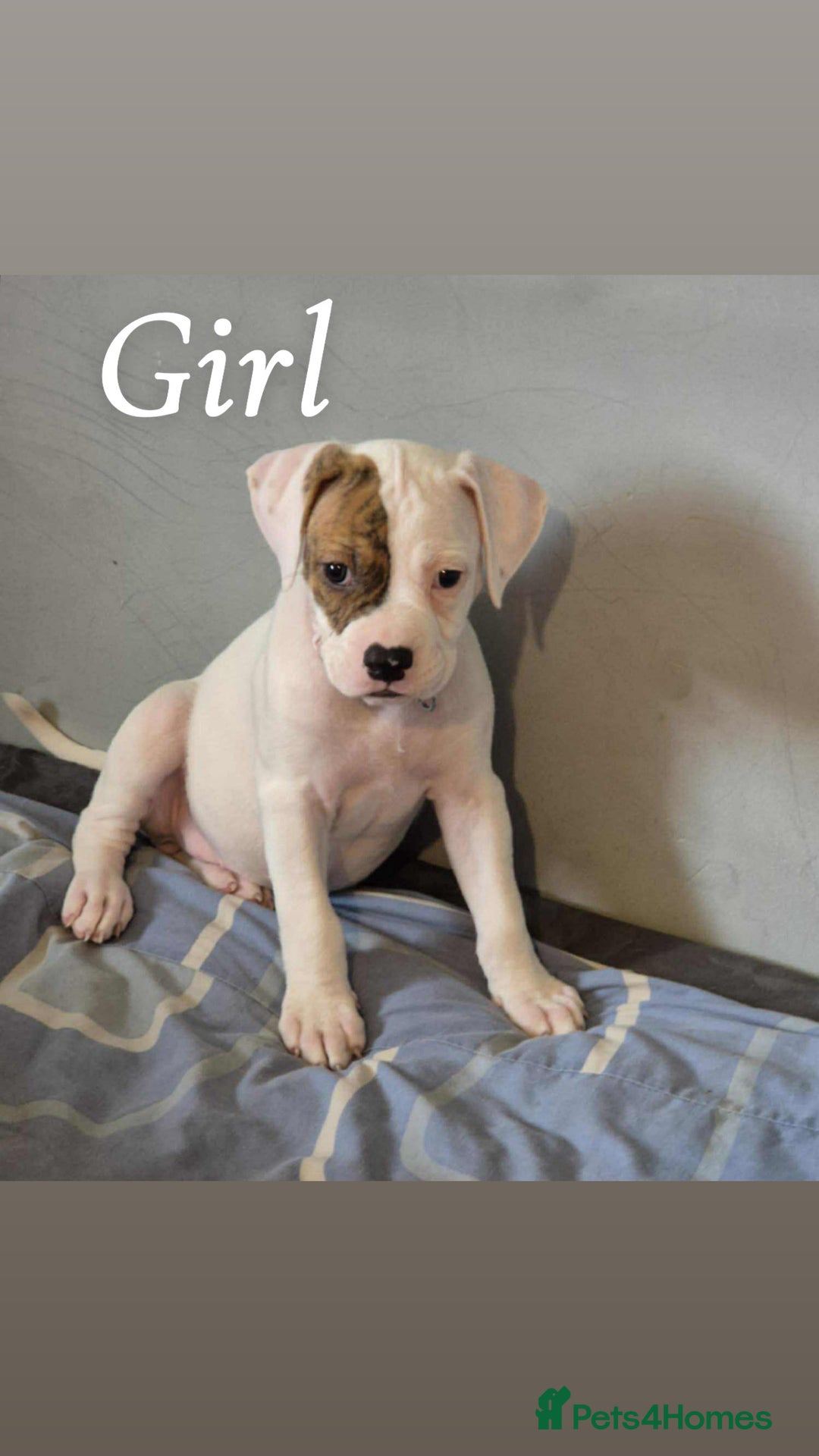 American Bulldog dogs for sale: American bulldog pups - Image 4