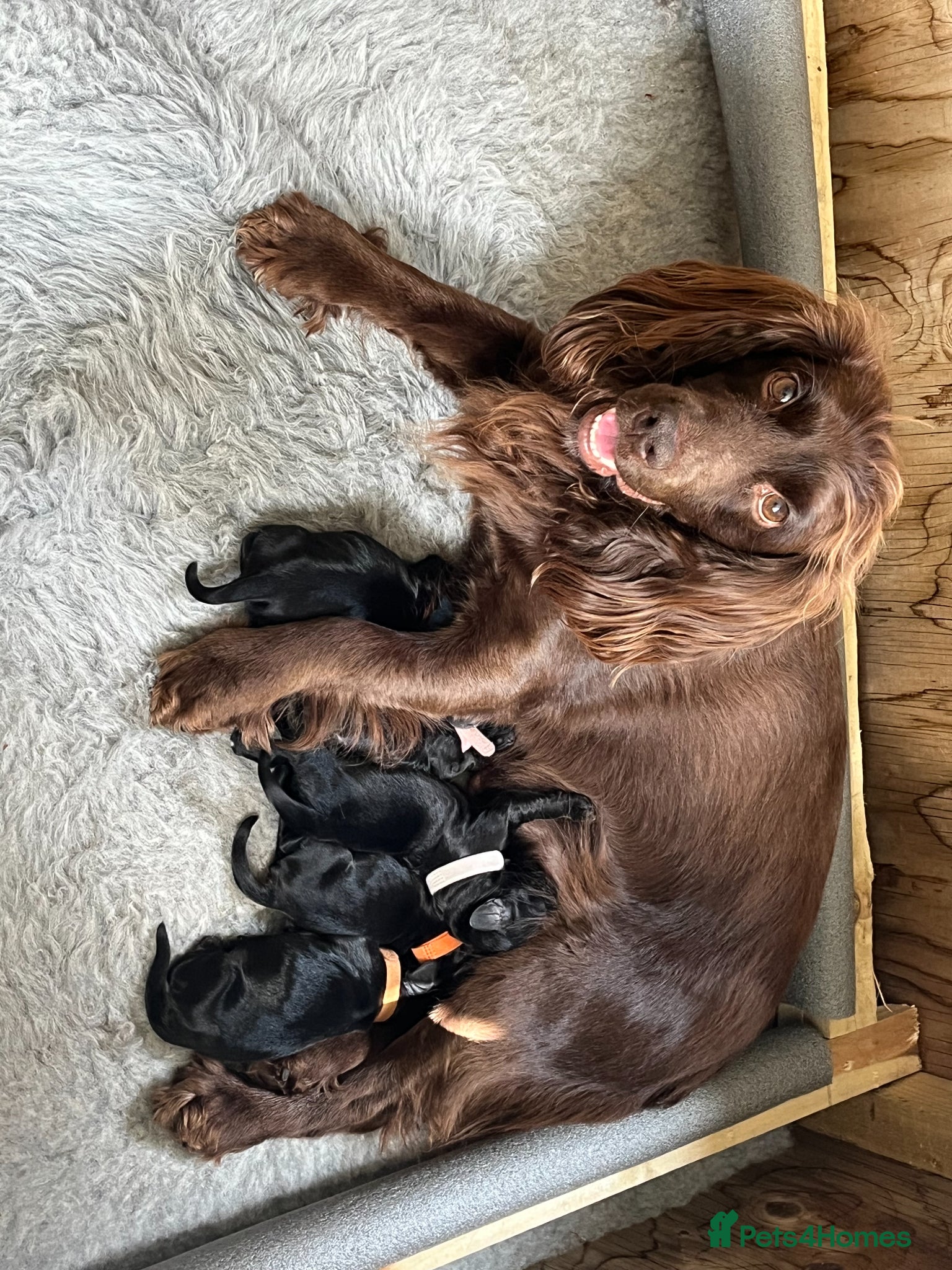 Cocker Spaniel dogs KC Registered Working Cocker Spaniel Puppies - Advert 2