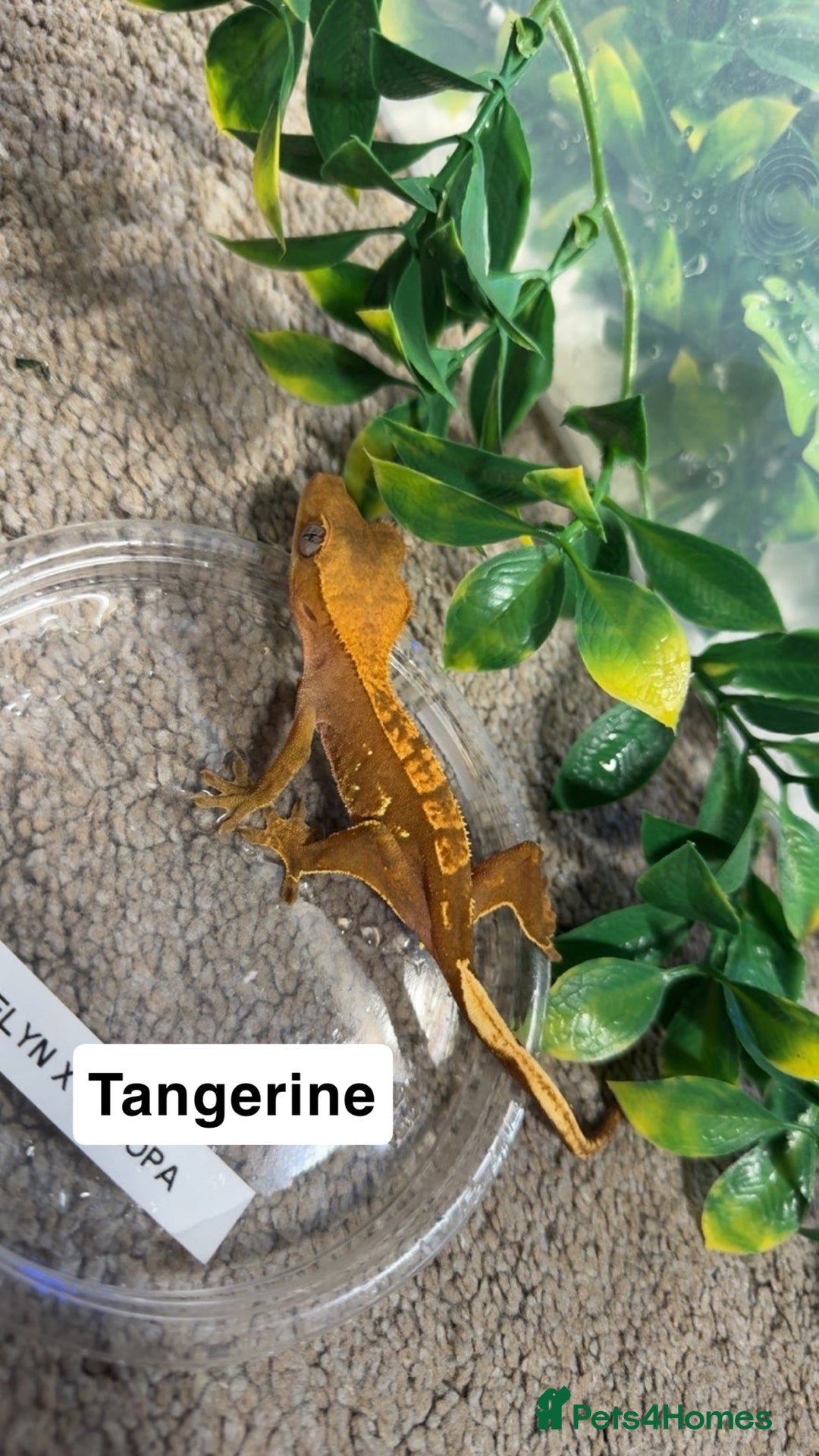 Gecko reptiles for sale: Crested geckos  - Advert 1