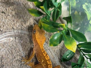 Gecko reptiles Crested geckos - Advert 7