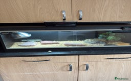 Leopard Gecko reptiles for sale: Leopard Gecko under 6 months old  - Advert 6